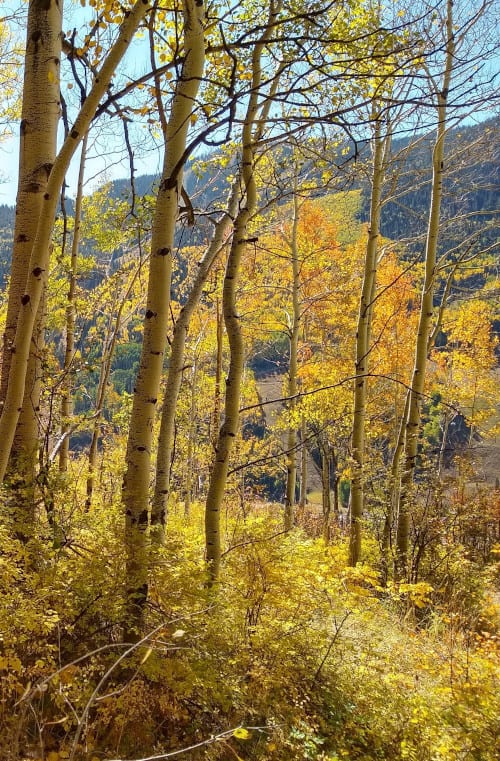 Trail-above-Telluride-photo